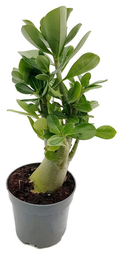 Adenium obesum mit Caudex - Wüstenrose seedgrown