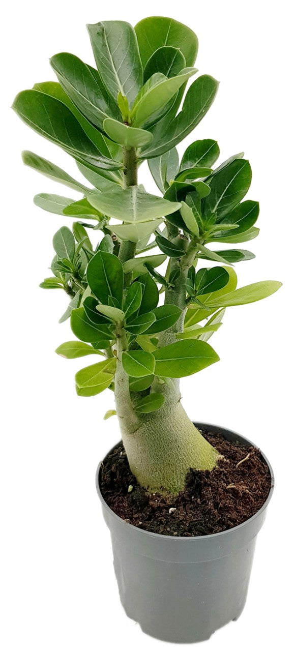 Adenium obesum mit Caudex - Wüstenrose seedgrown