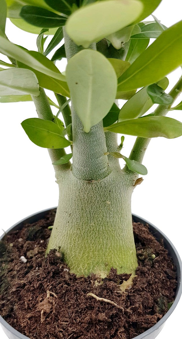 Adenium obesum mit Caudex - Wüstenrose seedgrown