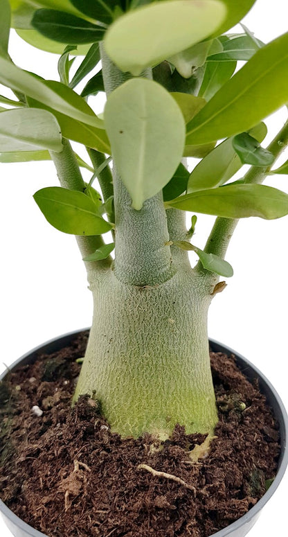 Adenium obesum mit Caudex - Wüstenrose seedgrown