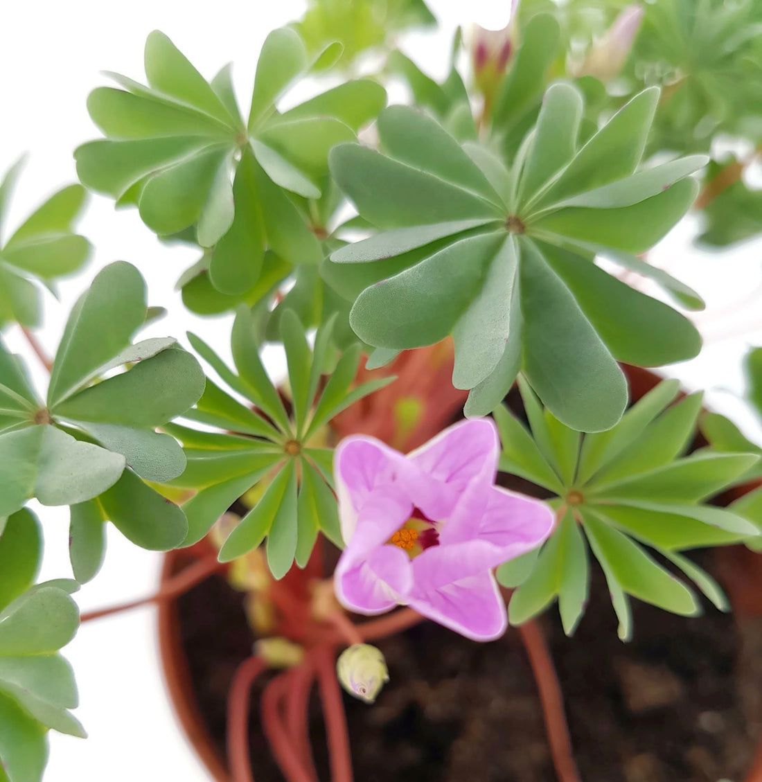 Oxalis adenophylla - drüsiger Sauerklee