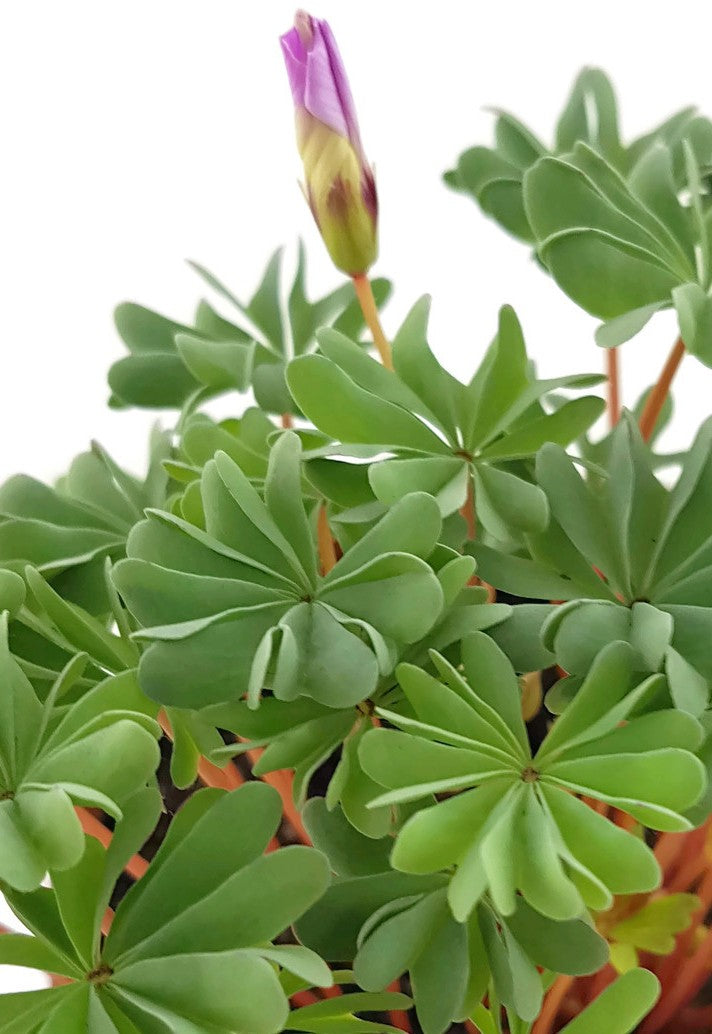 Oxalis adenophylla - drüsiger Sauerklee