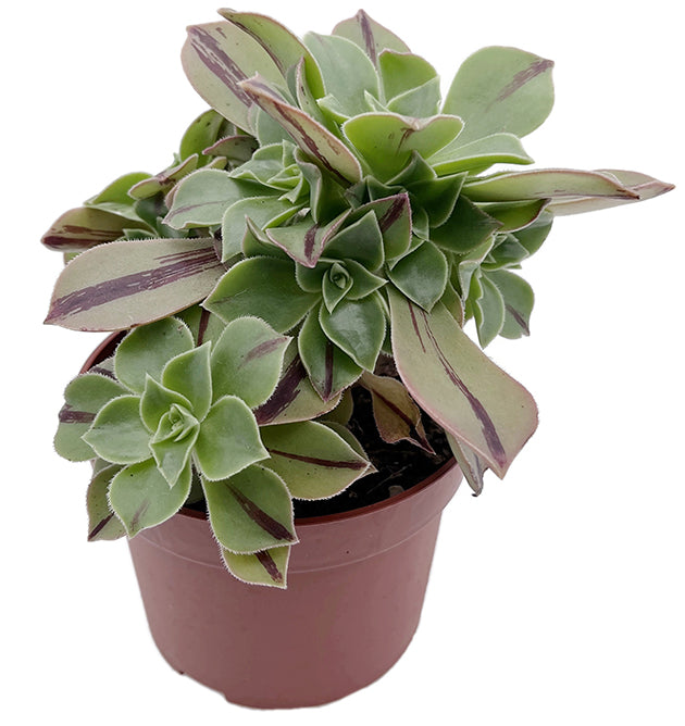 Aeonium leucoblepharum &