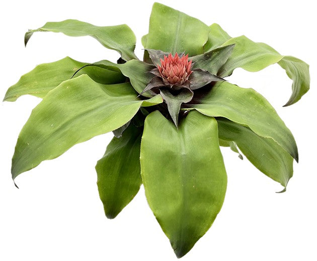 Aechmea tayoensis - Bromelie