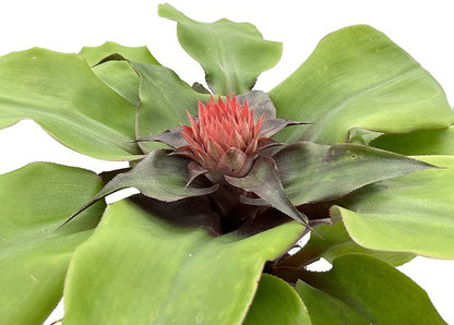 Aechmea tayoensis - Bromelie