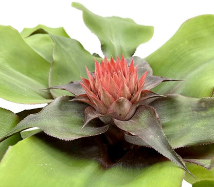 Aechmea tayoensis - Bromelie