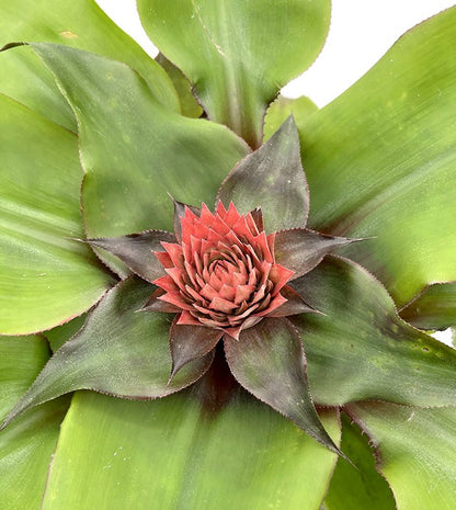 Aechmea tayoensis - Bromelie