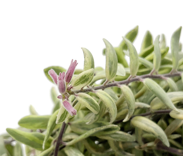 Aeschynanthus "Bolero Bicolor" - panaschierte Schamblume