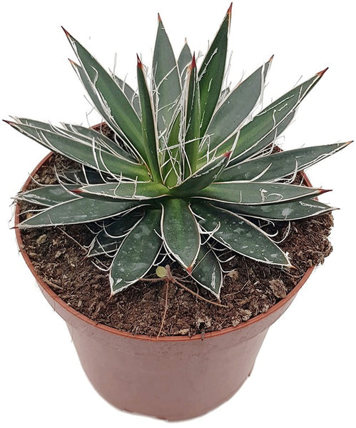 Agave filifera