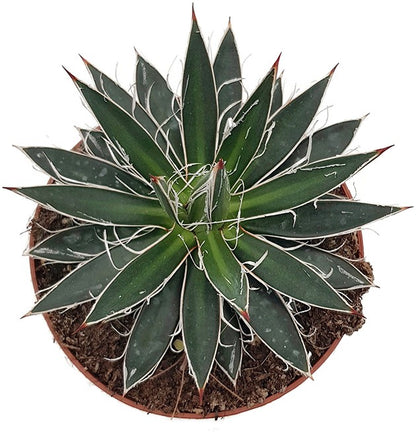 Agave filifera - Fadenagave