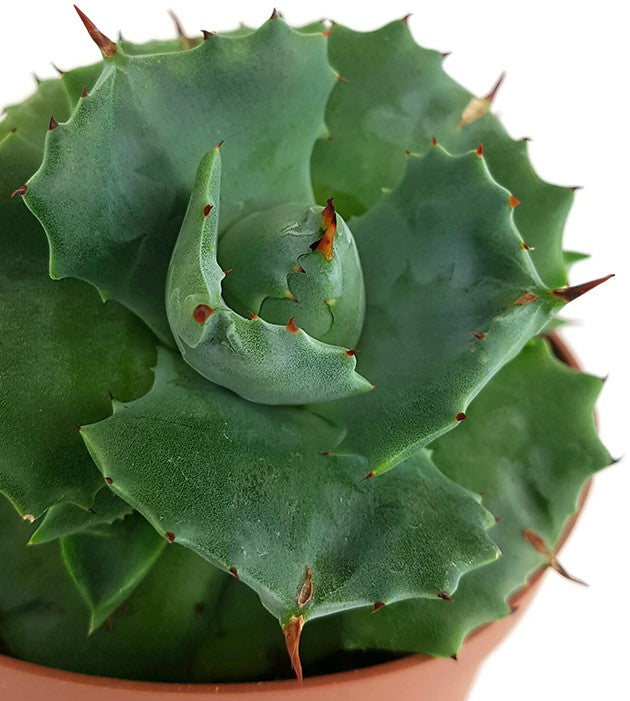 Agave potatorum - Butterfly Agave