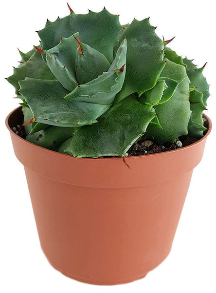 Agave potatorum