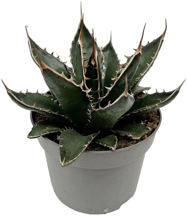 Agave titanota - Königin der Sukkulenten