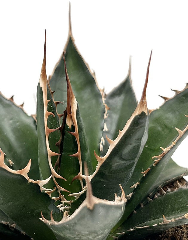 Agave titanota - Königin der Sukkulenten