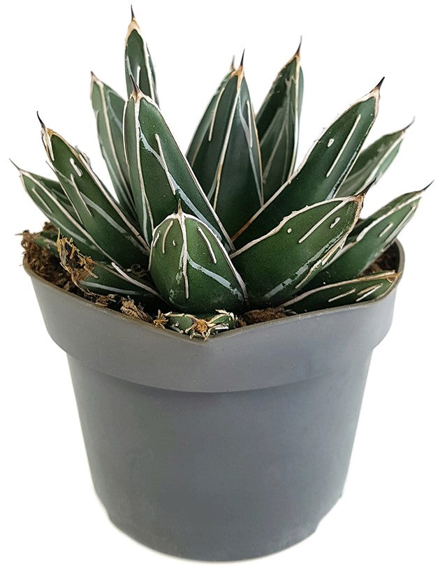 Agave victoriae reginae - Königsagave