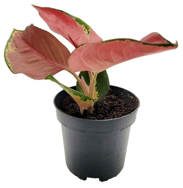 Aglaonema &quot;Valkyrie&quot; - Kolbenfaden