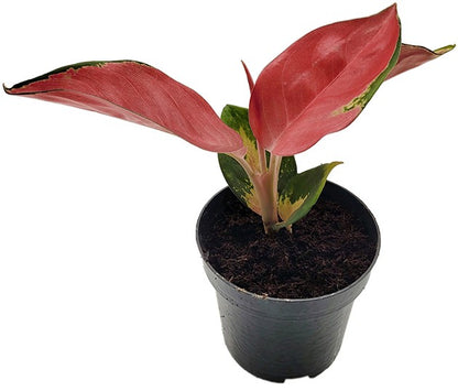 Aglaonema &quot;Valkyrie&quot; - Kolbenfaden