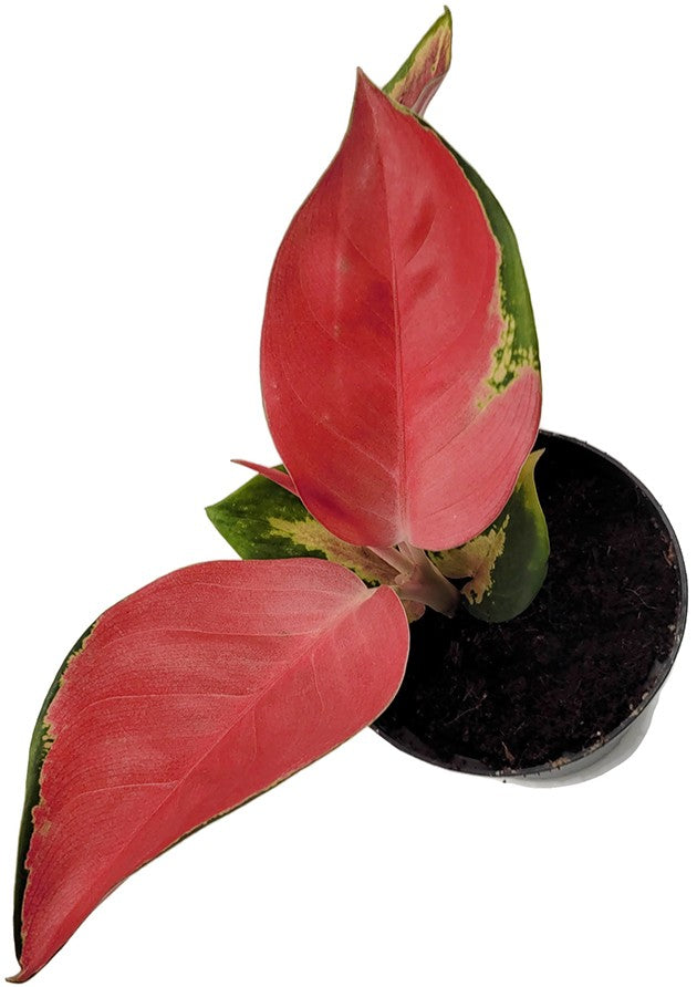 Aglaonema &quot;Valkyrie&quot; - Kolbenfaden