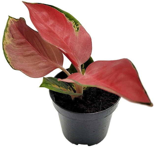 Aglaonema &quot;Valkyrie&quot; - Kolbenfaden