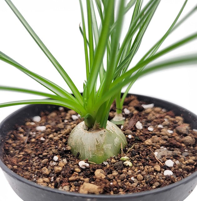 Albuca humilis - Zwiebelgewächs