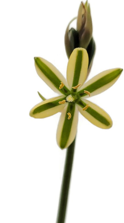 Albuca concordiana - seltenes Zwiebelgewächs