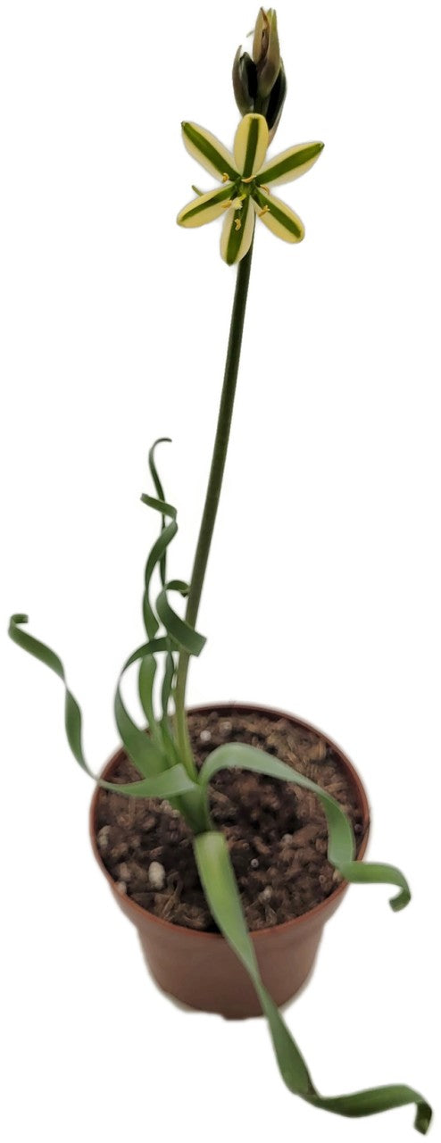 Albuca concordiana - seltenes Zwiebelgewächs