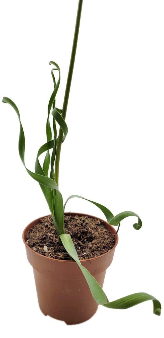 Albuca concordiana - seltenes Zwiebelgewächs