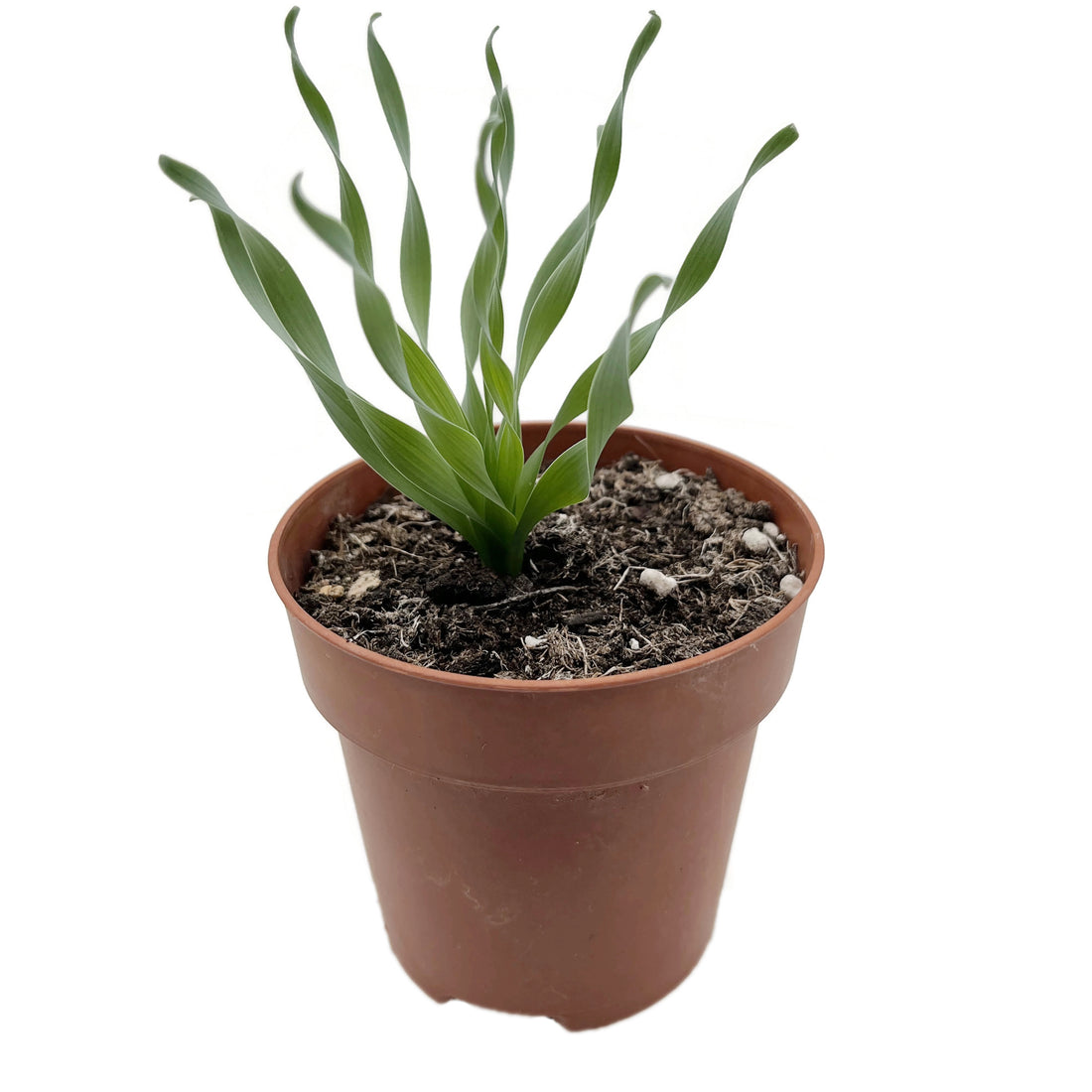 Albuca concordiana - seltenes Zwiebelgewächs