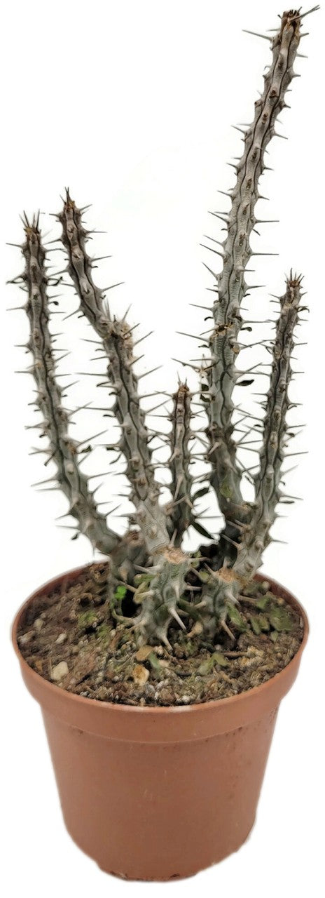 Alluaudia procera - exquisite Sukkulente