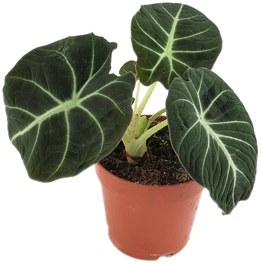 Alocasia reginula &quot;Black Velvet&quot; - schwarzes Pfeilblatt