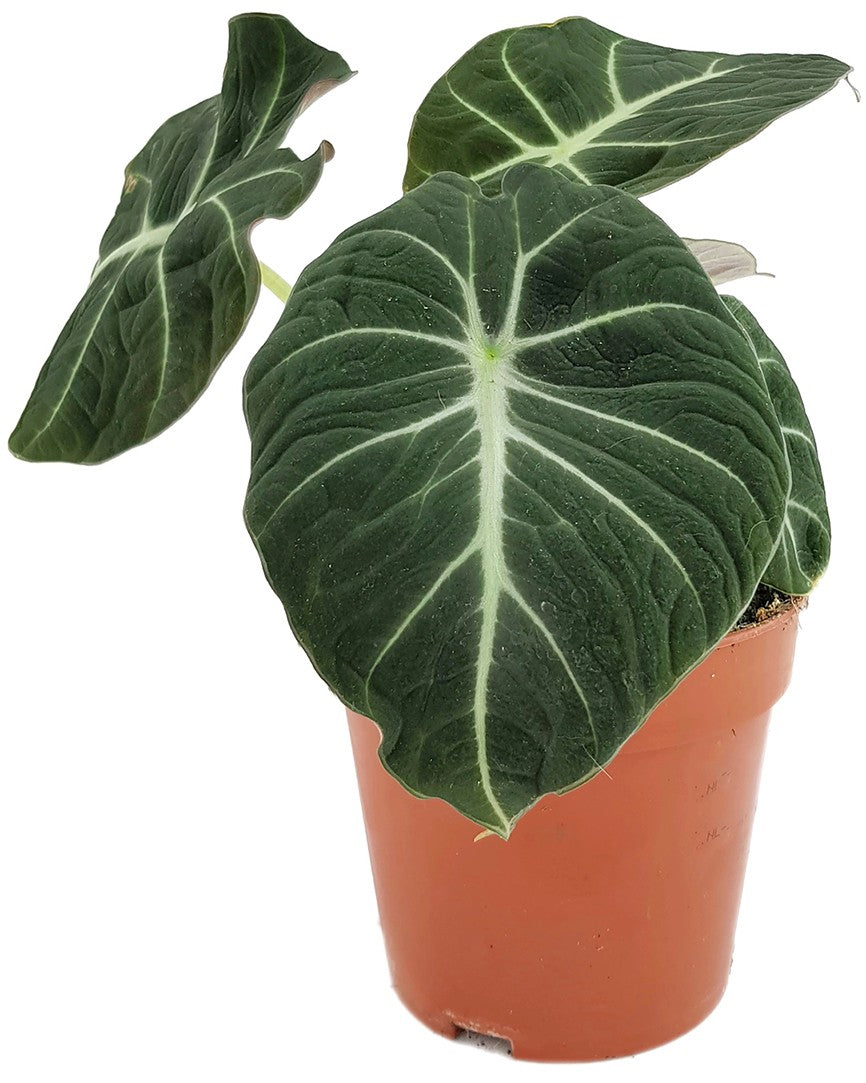 Alocasia reginula &quot;Black Velvet&quot; - schwarzes Pfeilblatt