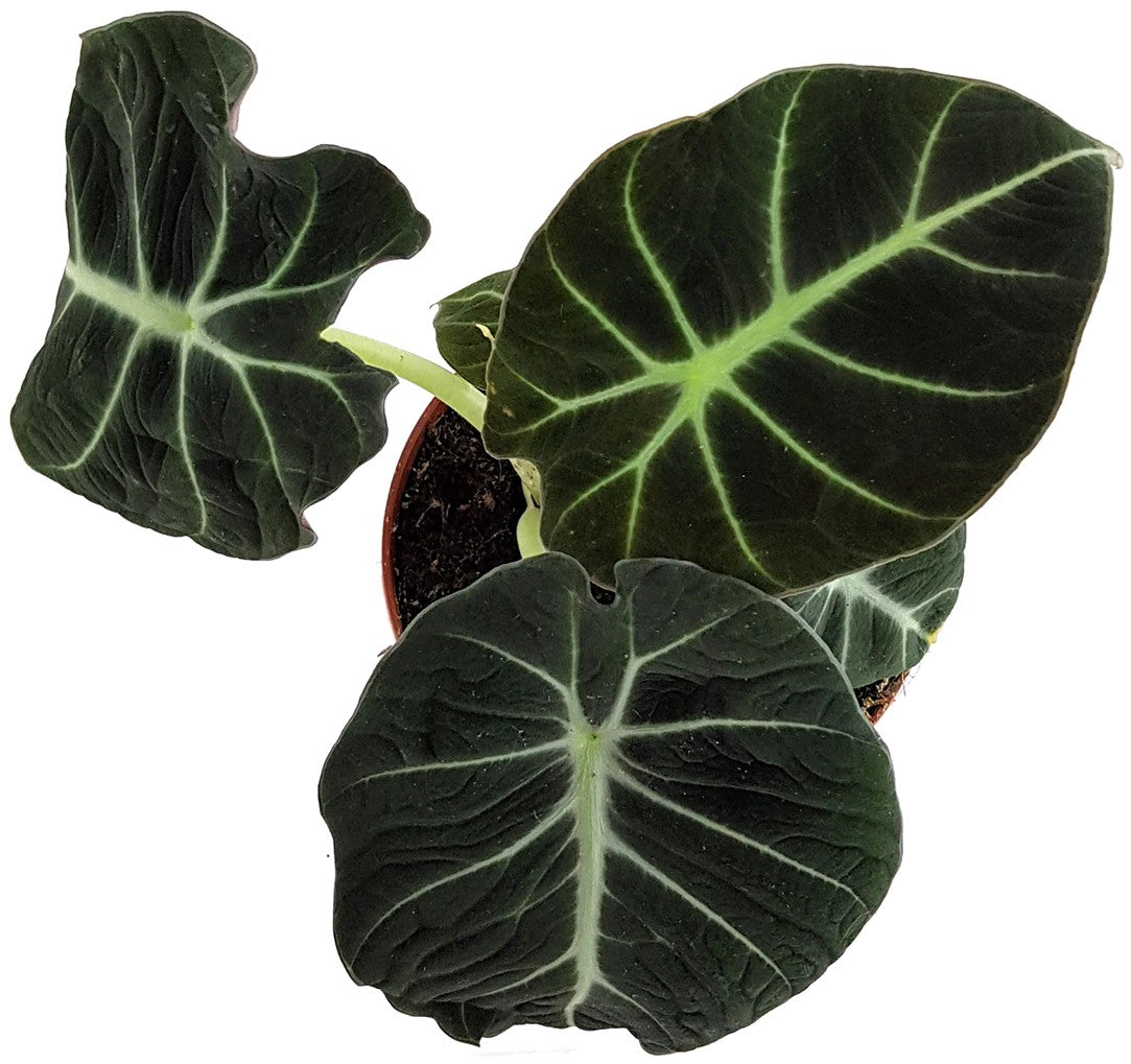 Alocasia reginula &quot;Black Velvet&quot; - schwarzes Pfeilblatt