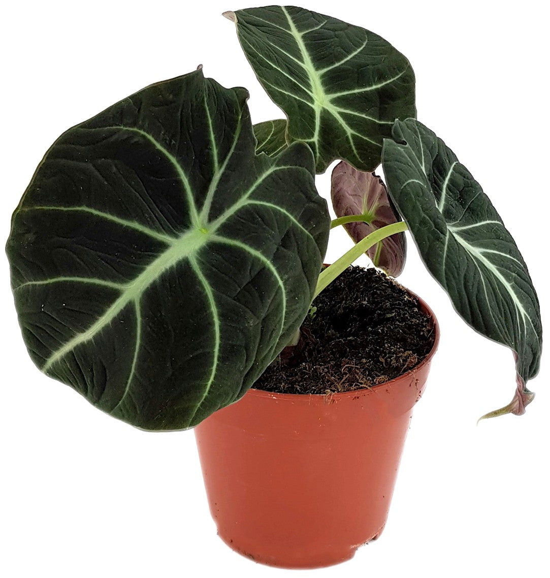 Alocasia reginula &quot;Black Velvet&quot; - schwarzes Pfeilblatt