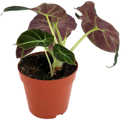 Alocasia reginula &quot;Black Velvet&quot; - schwarzes Pfeilblatt