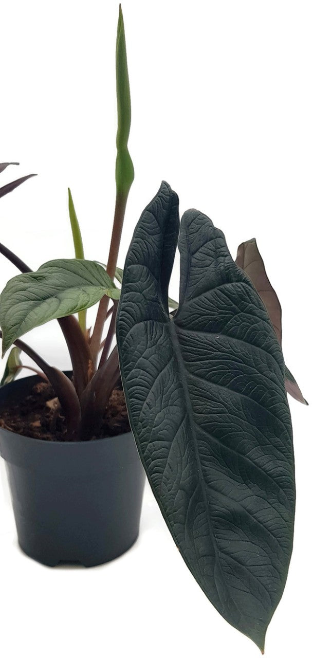 Alocasia Scalprum - stilvolle Grünpflanze