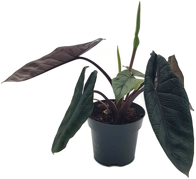 Alocasia Scalprum - stilvolle Grünpflanze