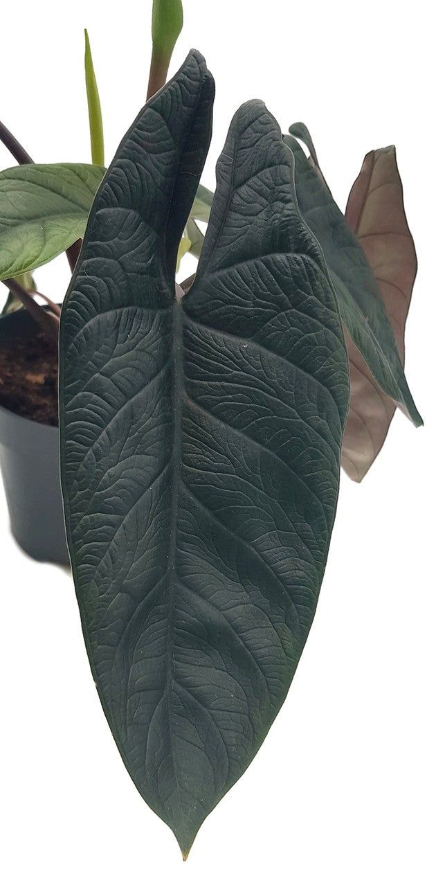 Alocasia Scalprum - stilvolle Grünpflanze