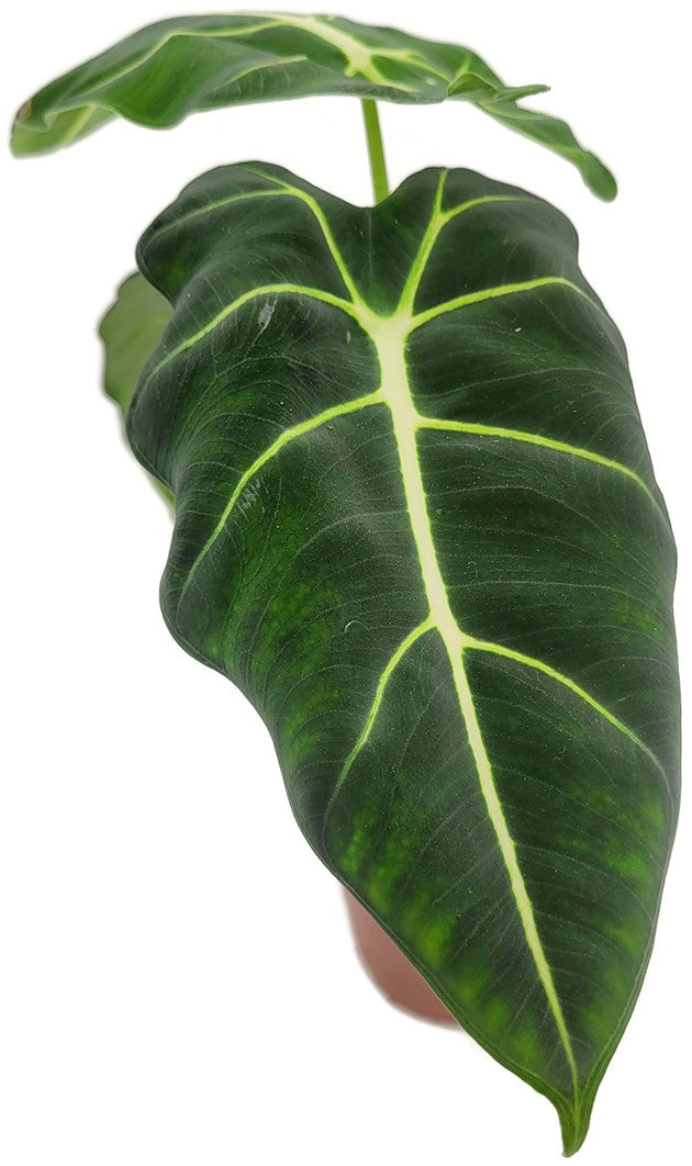 Alocasia frydek - stilvolle Grünpflanze