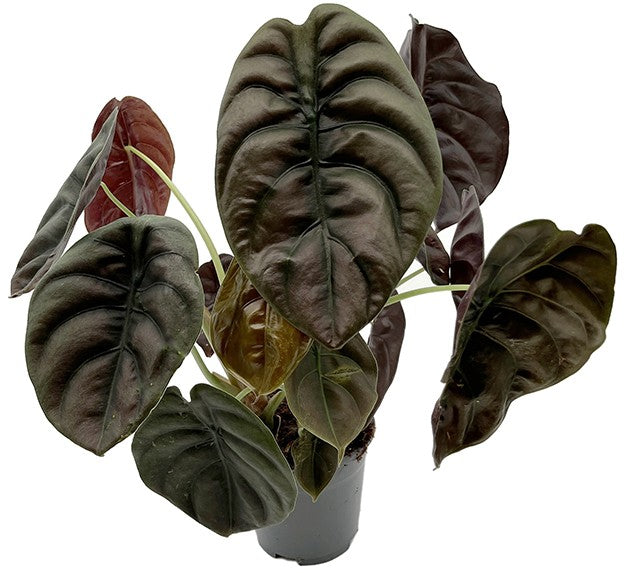 Alocasia &quot;Red Secret&quot; - metallisches Pfeilblatt