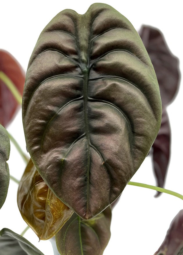 Alocasia "Red Secret" - metallisches Pfeilblatt