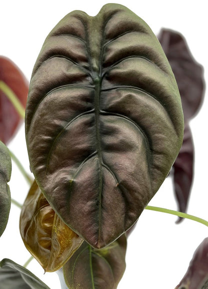 Alocasia &quot;Red Secret&quot; - metallisches Pfeilblatt