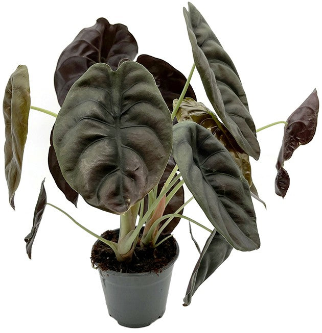 Alocasia &quot;Red Secret&quot; - metallisches Pfeilblatt