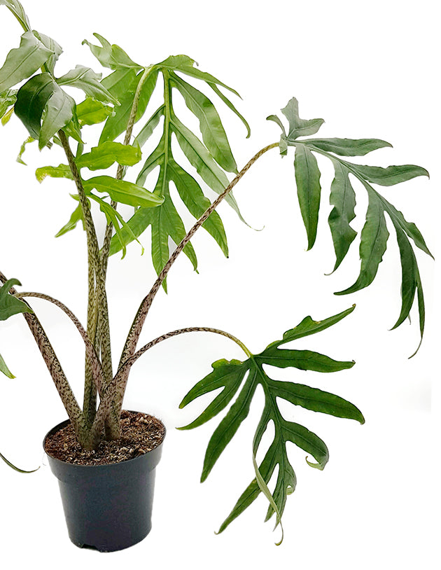 Alocasia brancifolia &