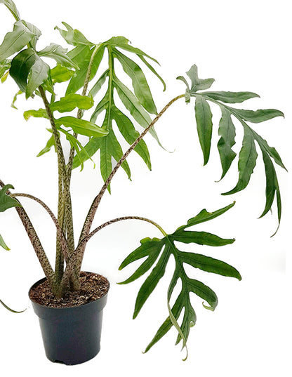 Alocasia brancifolia &