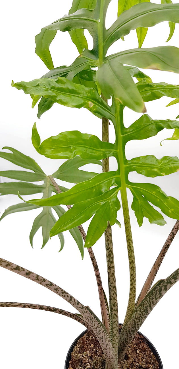 Alocasia brancifolia &