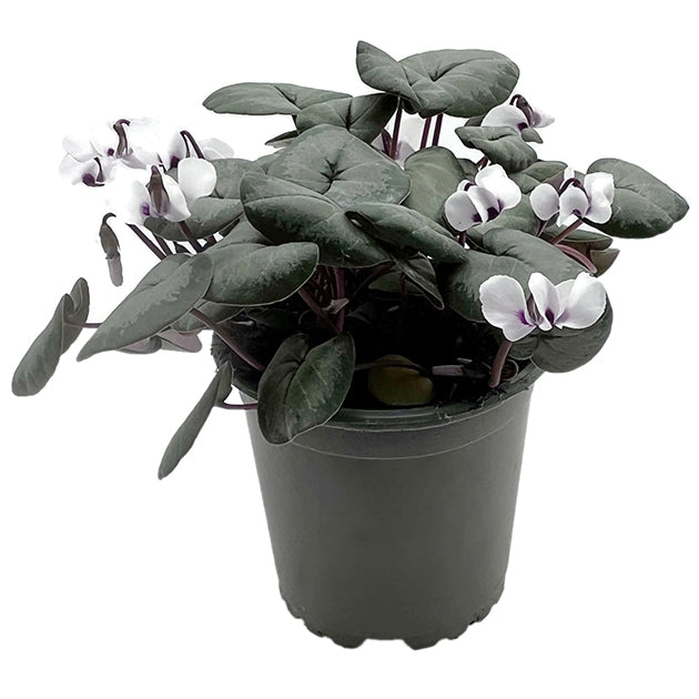 Cyclamen - winterhartes Alpenveilchen 2er-Set