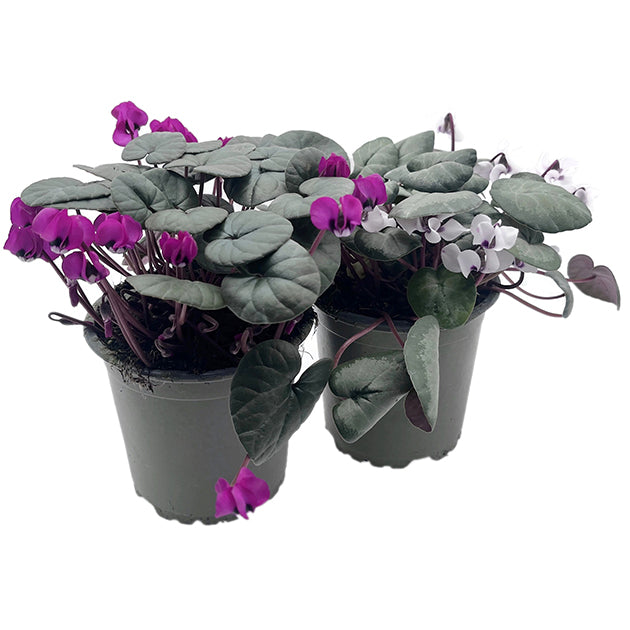 Cyclamen - winterhartes Alpenveilchen 2er-Set