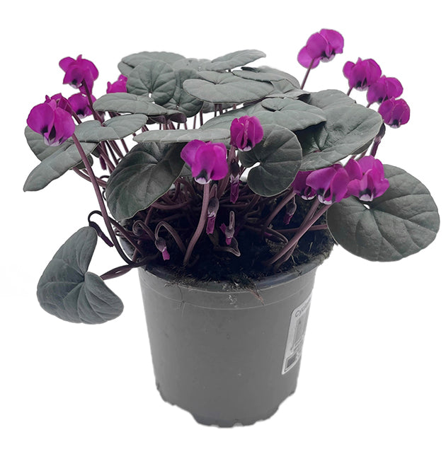 Cyclamen - winterhartes Alpenveilchen 2er-Set