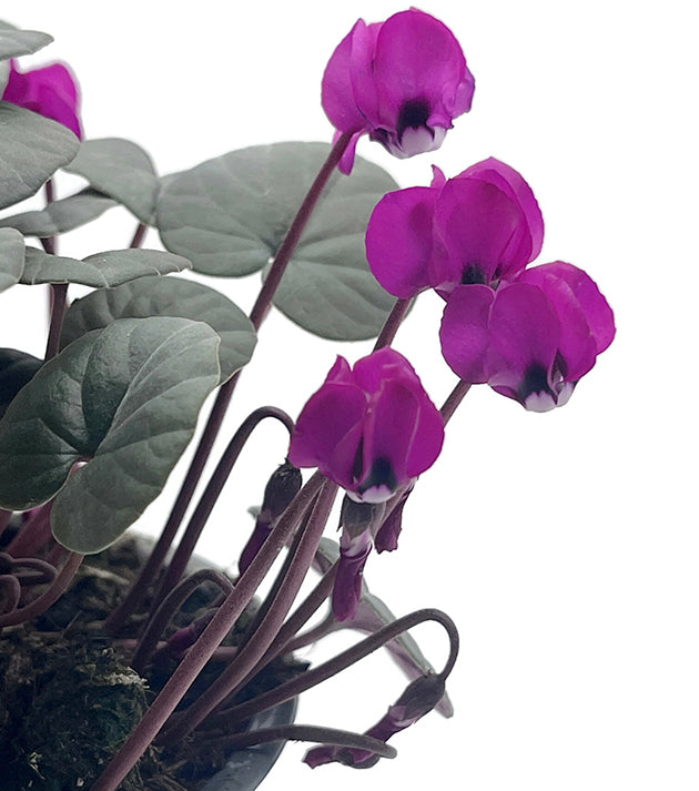 Cyclamen - winterhartes Alpenveilchen 2er-Set