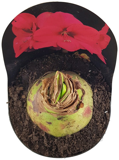 Hippeastrum Pink Star - Ritterstern mit auffälliger Blüte